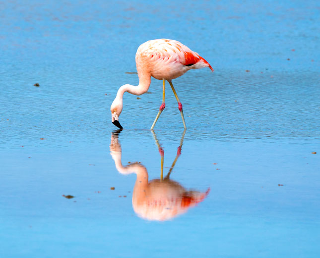 Flamingo Bachas Beach